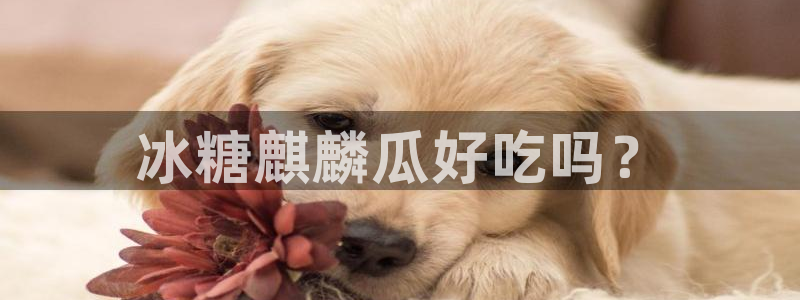 51吃瓜全网更新最快:冰糖麒麟瓜好吃吗?